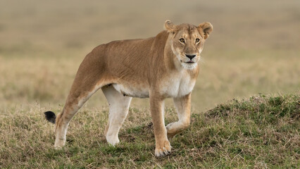 Lioness walking on grass in the mania Mara, Kenya.  