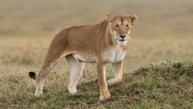 Lioness walking on grass in the mania Mara, Kenya.  