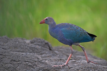 The moorhen on a rocks