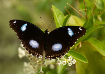 butterfly on leaf