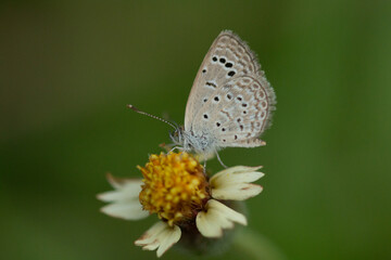 butterfly on a flower