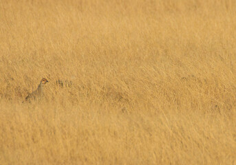 The Bird in the grassland
