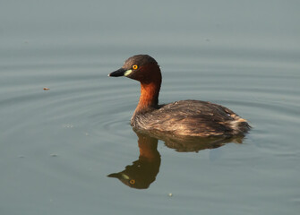 duck on the water