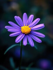 Obraz premium Purple flower with yellow center