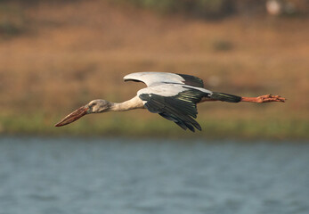 The Stork flying over the lake