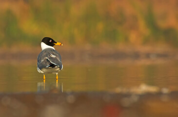 The Huglin Gull in the water