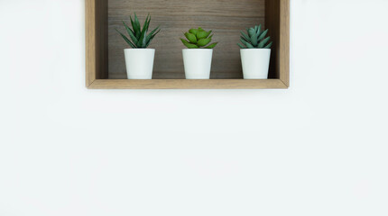 Green succulent plant in a vase pots on wooden shelf over white wallpaper background
