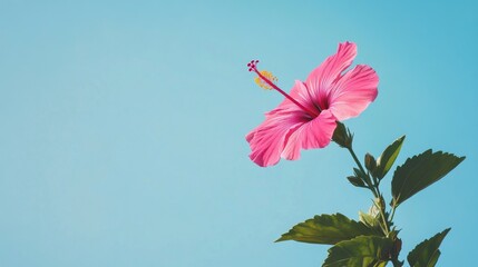 A single pink hibiscus flower against a clear blue sky, close-up shot, Minimalist style