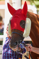 Race horse head detail. Purebred in the paddock hippodrome. Turf