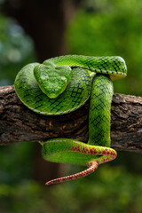 Fototapeta premium Trimeresurus gunaleni or Gunalen's pitviper is a species of venomous pit viper endemic to Sumatra, Indonesia.
