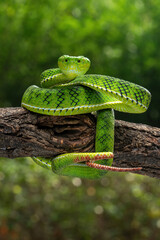 Trimeresurus gunaleni or Gunalen's pitviper is a species of venomous pit viper endemic to Sumatra, Indonesia.
