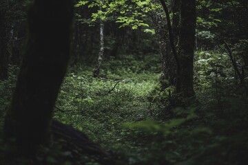 Obraz premium A dense forest with numerous green trees, ideal for environmental or nature-related themes