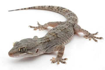 Naklejka premium Gecko, Cut out. on white background