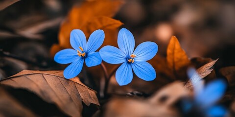 Blue flowers bloom as the first spring flowers, contrasting beautifully against a backdrop of brown leaves, showcasing the vibrant beauty of blue flowers in nature s transition.