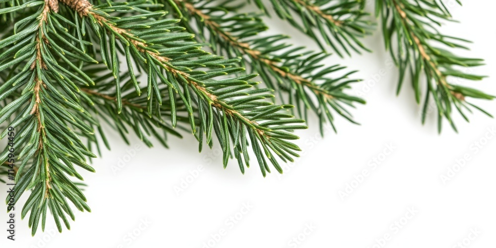 Poster close up of a fir tree branch isolated on a white background, highlighting the unique features of th