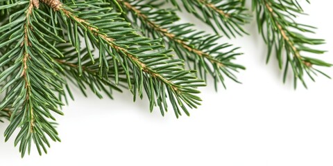 Naklejka premium Close up of a fir tree branch isolated on a white background, highlighting the unique features of the fir tree and its natural beauty in detail. The fir tree showcases its vibrant greenery and