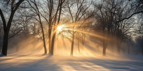 A winter scene illuminated by sunlight showcases trees shrouded in mist, creating a captivating atmosphere filled with fog and light.