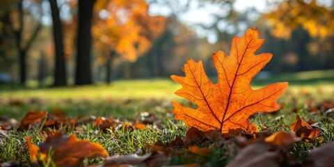 Autumn oak leaf captured in an outdoor setting, highlighting the beauty of the season. This modern photo showcases the vibrant colors of an autumn oak leaf in a serene park environment.