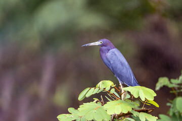 The little blue heron (Egretta caerulea), small heron of the genus Egretta, Refugio de Vida Silvestre Cano Negro, Wildlife and bird watching in Costa Rica.