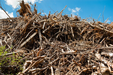 mountain of tree branches and roots against blue sky