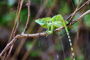 Plumed green basilisk (Basiliscus plumifrons), sitting on branch protruding from water, rainy tropical weather with raindrops in water. Refugio de Vida Silvestre Cano Negro, Costa Rica wildlife .
