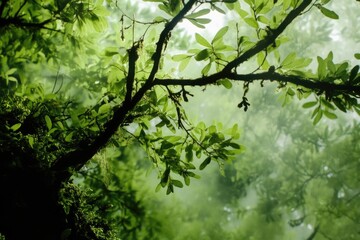 Fototapeta premium A close-up shot of a tree branch with lush green leaves in a forest environment