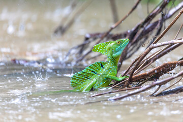 Plumed green basilisk (Basiliscus plumifrons), sitting on branch protruding from water, rainy...