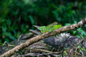 Plumed green basilisk (Basiliscus plumifrons), sitting on branch protruding from water, rainy tropical weather with raindrops in water. Refugio de Vida Silvestre Cano Negro, Costa Rica wildlife .