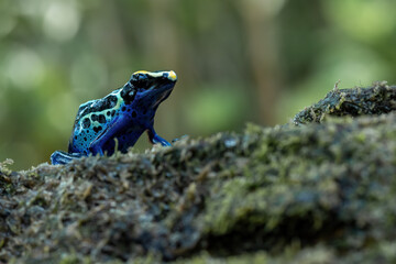 Green-and-Black Poison Dart Frog (Dendrobates auratus), also known as the Green-and-Black Poison Arrow Frog or Green Poison Frog, 