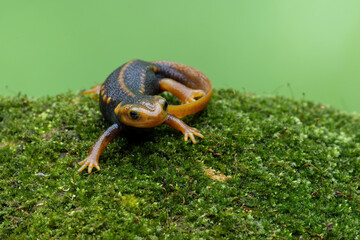 Himalayan Newt or Crocodile Newt (Tylototriton verrucosus) is a species of newt found in Southeast...