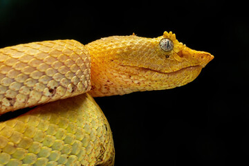 Closeup head of Craspedocephalus brongersmai or Brongersma's pit viper. The species is native to islands off off the west coast of Sumatra, Indonesia. 