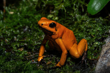 Golden Poison Frog (Phyllobates terribilis bicolor) native to humid forest in Colombia. 