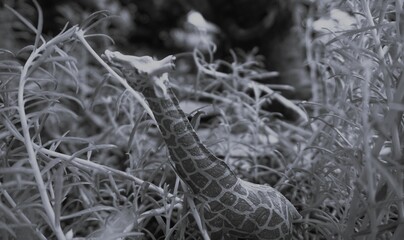 giraffe toy, giraffe toy photographed in nature and edited in grayscale