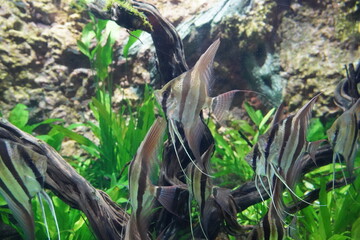 The Altum Angelfish (Pterophyllum altum) is a stunning freshwater fish native to the slow-moving rivers and floodplains of the Amazon and Orinoco basins in South America. Known for its elegance 