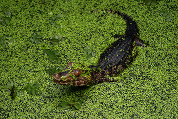 Cuvier's Dwarf Caiman or Musky Caiman (Paleosuchus palpebrosus) is a small crocodilian native to South America.