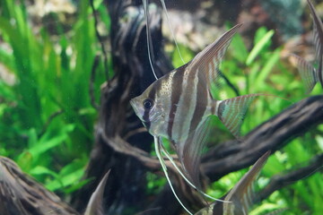 The Altum Angelfish (Pterophyllum altum) is a stunning freshwater fish native to the slow-moving...