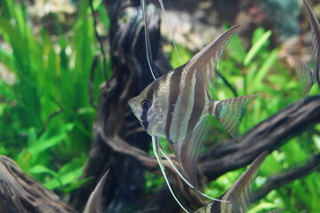 The Altum Angelfish (Pterophyllum altum) is a stunning freshwater fish native to the slow-moving...