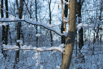 winter forest in the snow
