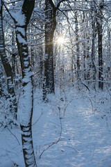 winter forest in the snow