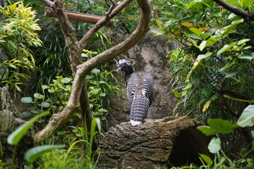 The Bare-Faced Curassow is a large, ground-dwelling bird found in South America, known for its striking appearance and deep, booming calls. It belongs to the cracid family (Cracidae), which includes g