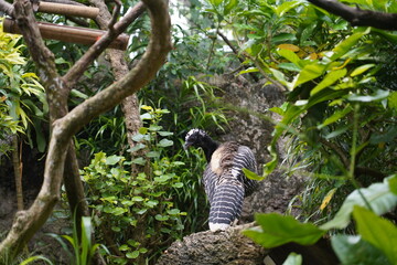 The Bare-Faced Curassow is a large, ground-dwelling bird found in South America, known for its...