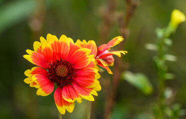 Gajlardia nadobna kwiat w rozkwicie z żółto czerwonymi płatkami © Paweł Kacperek