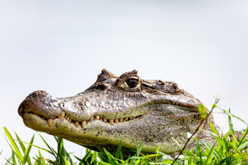 Spectacled caiman (Caiman crocodilus) or Common Caiman, crocodilian reptile found in Refugio de Vida Silvestre Cano Negro, Costa Rica wildlife