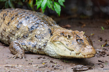 Spectacled caiman (Caiman crocodilus) or Common Caiman, crocodilian reptile found in Refugio de Vida Silvestre Cano Negro, Costa Rica wildlife