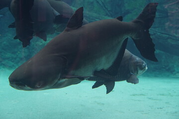 The Sand Tiger Shark (Carcharias taurus), also known as the gray nurse shark, is a large and...