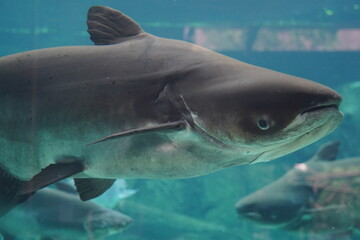 Naklejka premium The Sand Tiger Shark (Carcharias taurus), also known as the gray nurse shark, is a large and fearsome-looking shark found in coastal waters around the world. Despite its intimidating appearance