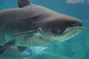 The Sand Tiger Shark (Carcharias taurus), also known as the gray nurse shark, is a large and...