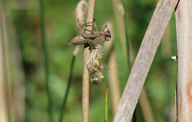 Fototapeta premium Vierfleck - Four-spotted Chaser