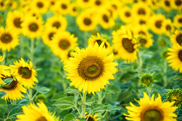 A Sunflower Field Captured in Perfect Detail, Highlighting the Brightness and Vivid Colors of Each Blooming Flower