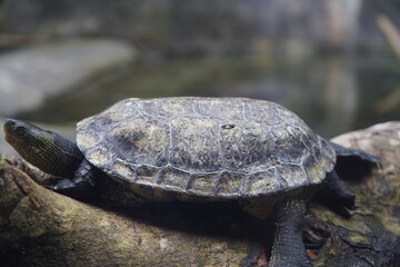 Common Thread Turtle